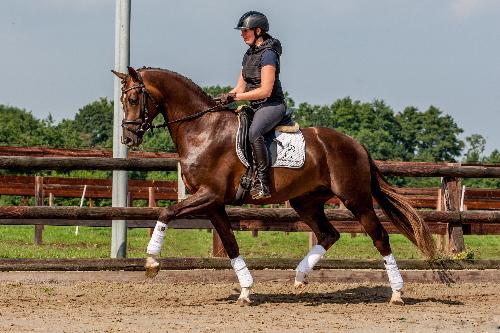 dressage horse trained to none